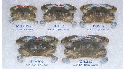 Handy Medium to Whales Sized Domestic Fresh Soft Crabs