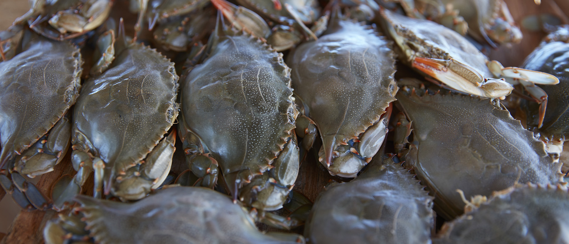 Handy Seafood  Fine Fresh Crab Meat & Seafood