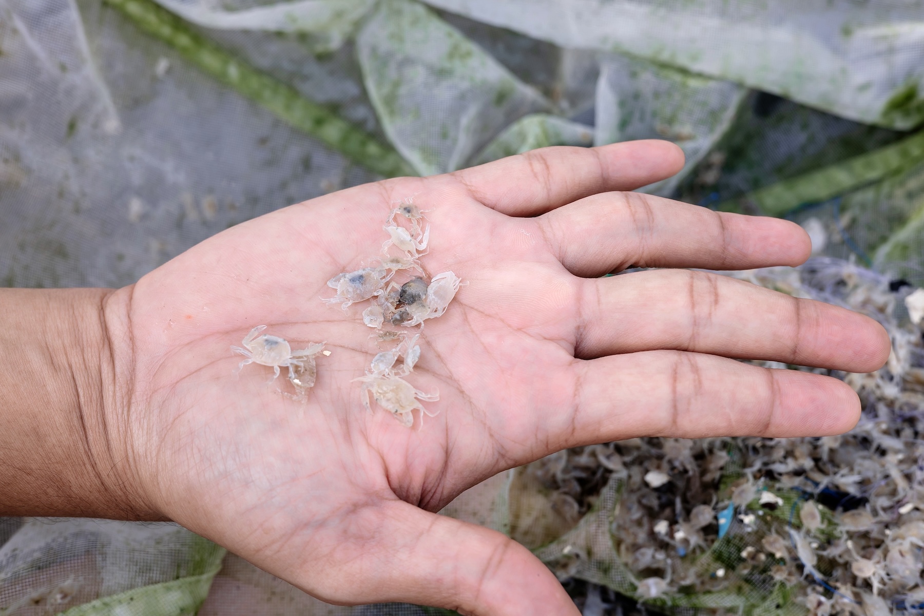Restocking Crab