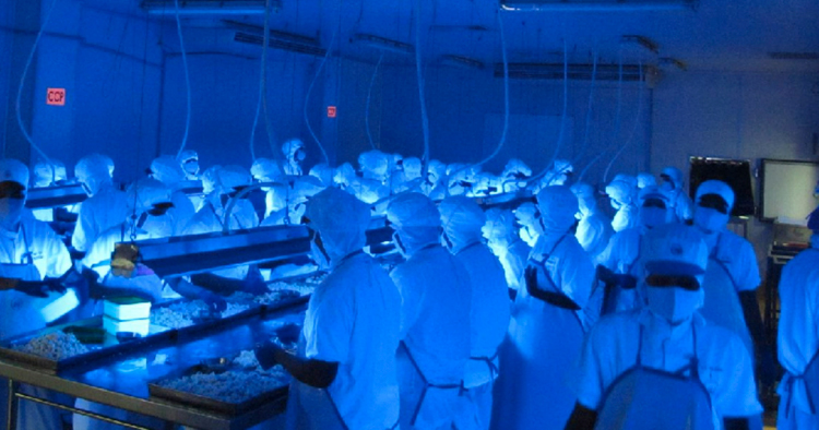 Black light inspection of crab meat