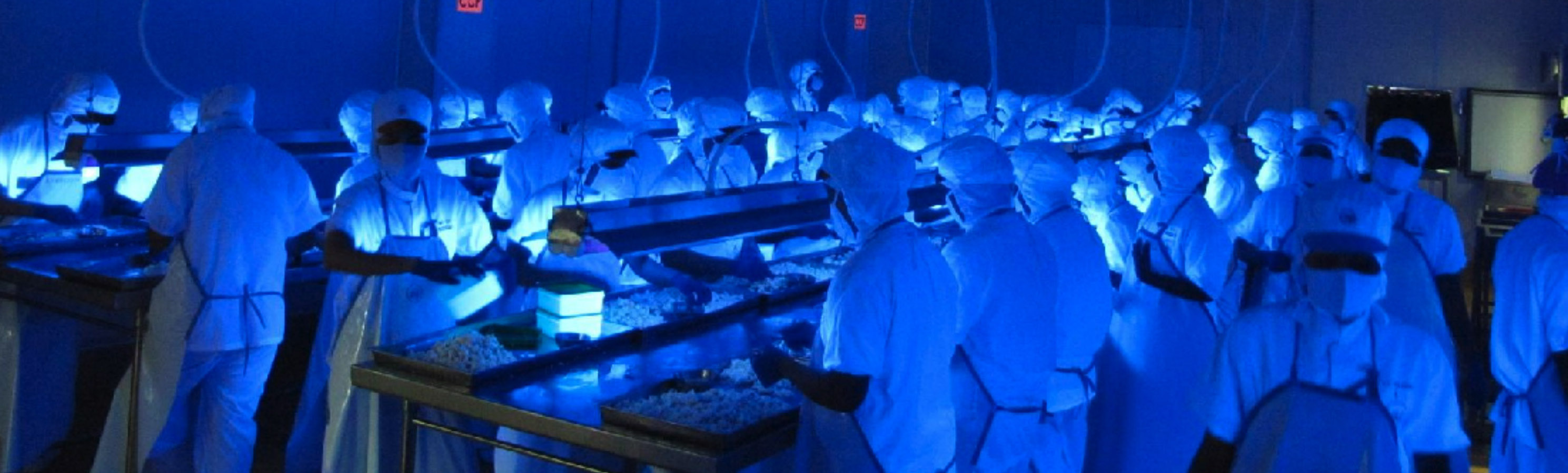 Black-Light Inspected