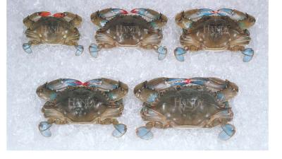 Soft Shell Crabs