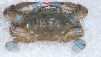 Domestic Soft Shell Crabs