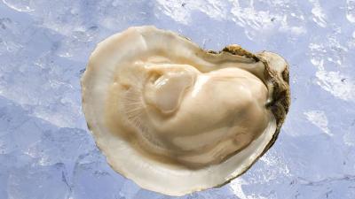 Oysters