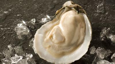 oyster