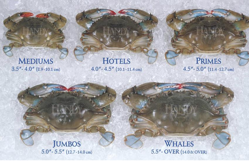 Handy Domestic Fresh Soft Crabs from Medium to Whales