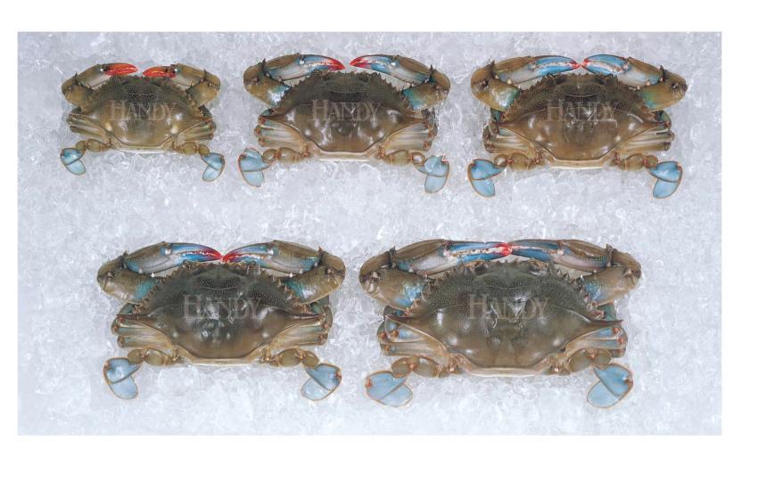 Soft Shell Crabs