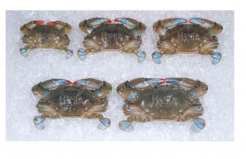 Soft Shell Crabs