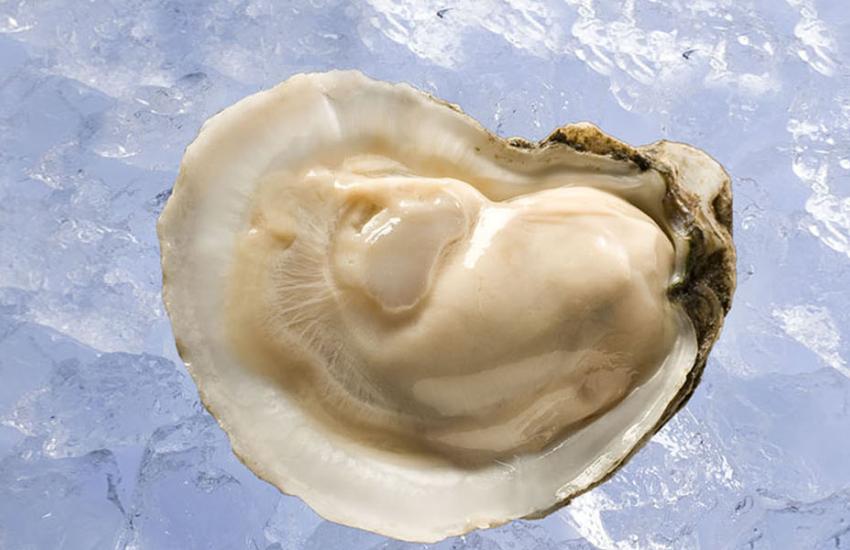 Oysters