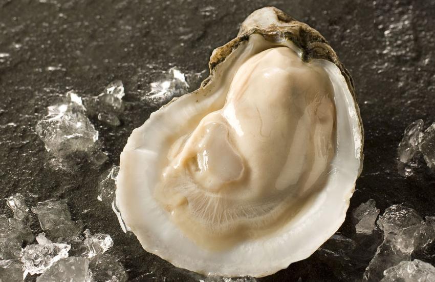 oyster